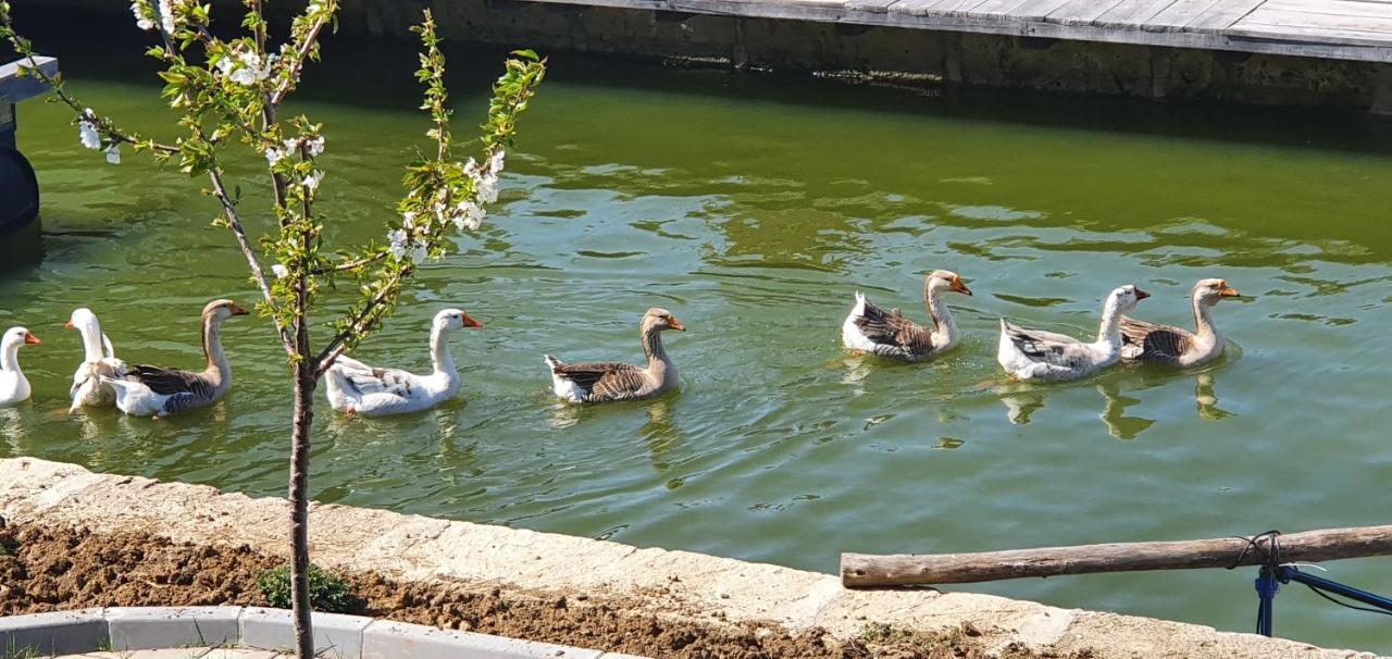 Apartmani Bojeresku Negotin Bagian luar foto
